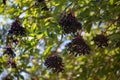 Berries of `Sambucus Nigra` Black Elderberry - Fruit clusters hanging from a tree