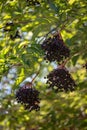 Berries of `Sambucus Nigra` Black Elderberry - Fruit clusters hanging from a tree