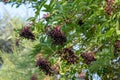 Berries of `Sambucus Nigra` Black Elderberry - Fruit clusters hanging from a tree