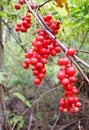 Berries Schisandra chinensis Royalty Free Stock Photo