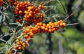 Berries of Sea buckthorn Royalty Free Stock Photo