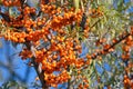 Berries of Sea buckthorn