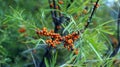 Seabuckthorn berries.