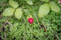 Berries in Serra da Tronqueira in Nordeste on the island of Sao Miguel, Portugal