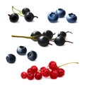 Berries set, realistic illustration. Currants, blueberries, bog whortleberry