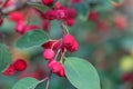 Berries of a showy cotoneaster, Cotoneaster multiflorus Royalty Free Stock Photo
