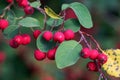 Berries of a showy cotoneaster, Cotoneaster multiflorus Royalty Free Stock Photo