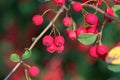 Berries of a showy cotoneaster, Cotoneaster multiflorus Royalty Free Stock Photo