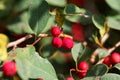 Berries of a showy cotoneaster, Cotoneaster multiflorus Royalty Free Stock Photo