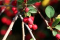 Berries of a showy cotoneaster, Cotoneaster multiflorus Royalty Free Stock Photo