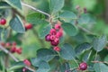 Berries of a snowy Mespilus, Amelanchier ovalis