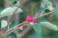 Berries of a snowy Mespilus, Amelanchier ovalis Royalty Free Stock Photo