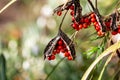 Berries on a Stinking Iris Plant, with a Shallow Depth of Field