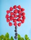 Berries such as raspberry, blueberries and mint on a blue background in the shape of tree Royalty Free Stock Photo