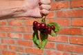 Berries of a sweet cherry in a hand on a branch with leaves. Ripe red sweet cherry Royalty Free Stock Photo