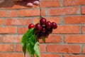 Berries of a sweet cherry in a hand on a branch with leaves. Ripe red sweet cherry Royalty Free Stock Photo