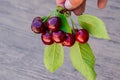 Berries of a sweet cherry in a hand on a branch with leaves. Ripe red sweet cherry Royalty Free Stock Photo