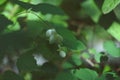 Berries of symphoricarpos, commonly known as snowberry, waxberry, or ghostberry plant close-up at sunny day Royalty Free Stock Photo