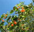 Berries Tatarian honeysuckle (Lonicera tatarica)
