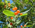 Berries Tatarian honeysuckle (Lonicera tatarica)