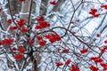 Berries on a tree under the snow!