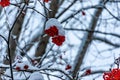 Berries on a tree under the snow!