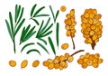 berries, twigs and leaves of sea buckthorn. Royalty Free Stock Photo