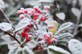 Berries under rime frost. Piedmont, Italy. Royalty Free Stock Photo