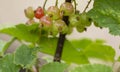 Berries of unripe blackcurrant and green leaves. Unripe currant Ribes rubrum Royalty Free Stock Photo