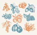 Berries - vector hand drawn vintage illustration Royalty Free Stock Photo