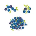 Berries vector illustration.