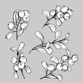 971 berries, vector illustration, set with drawings of branches with berries in black and white