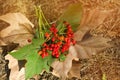 Berries of a viburnum with an autumn leaf