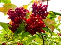 Berries of viburnum on a branch of a Bush