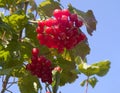 Berries of viburnum