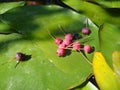 Berries of Irga on the wet leaves of Water-lily Royalty Free Stock Photo