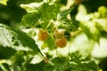 Berries of white, coarse, sweet and delicious raspberries spike on branches in garden Royalty Free Stock Photo