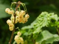 Berries of white currant