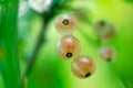 Berries of white currants Royalty Free Stock Photo