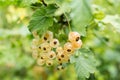 Berries of white currants grow on a bush. Close-up Royalty Free Stock Photo