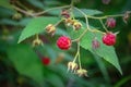 Berries of wild forest raspberries on a blurred natural background close-up Royalty Free Stock Photo