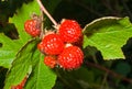 Berries of wild raspberry 15