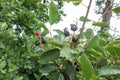 Berries of a wild saskatoon berry on a shrub