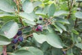 Berries of a wild saskatoon berry on a shrub