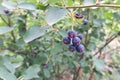 Berries of a wild saskatoon berry on a shrub Royalty Free Stock Photo