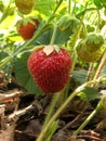Berries wild strawberry