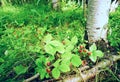 Berries wild strawberry under a birch tree. Royalty Free Stock Photo