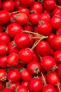 Berries wild useful hawthorn