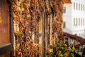Berries of wild wine or Virginia Creeper, Dark blue fruits of parthenocissus quinquefolia in sunny winter day, stone wall of the