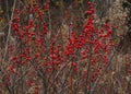 Berries of the Winterberry,Ilex verticillata, Five Rivers Environmental Center in Delmar, New York, USA Royalty Free Stock Photo